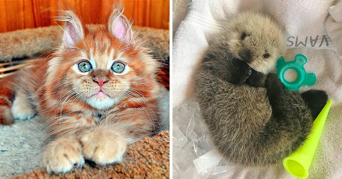 20 Fotos que subirán el estado de ánimo de cualquier persona, inclusive el de aquellos que pasan por un día duro y complicado