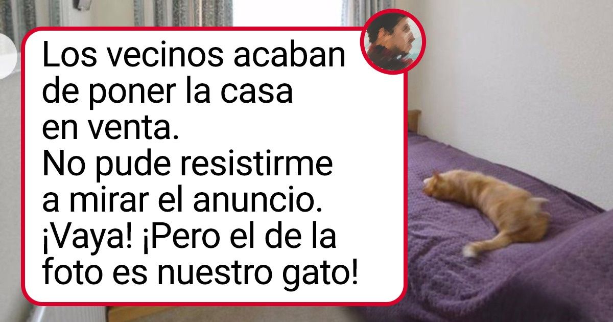 20 Casos en los que la gente llegó a casa y había un gato allí que no era suyo
