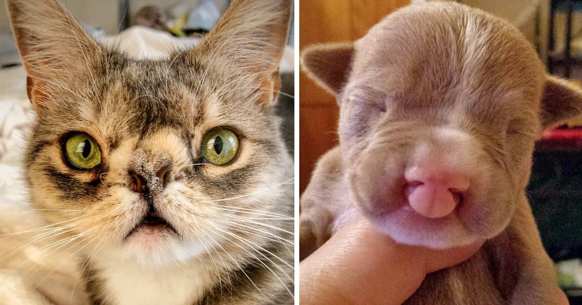 12 Animales que son tan únicos que conquistaron nuestros corazones con sus perfectas imperfecciones