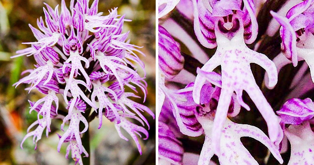 15 Flores que tienen una forma peculiar y son evidencia de lo creativa que puede ser la naturaleza 15 Flores que tienen una forma peculiar y son evidencia de lo creativa que puede ser la naturaleza