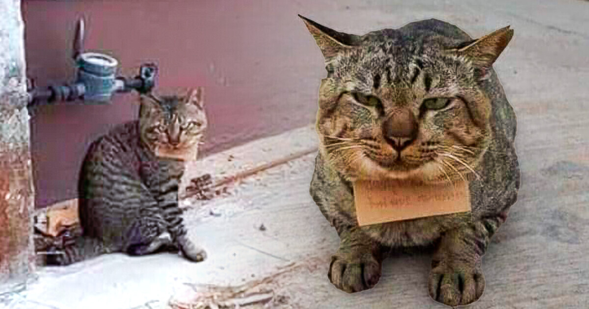 El gato desaparecido volvió a su hogar con un mensaje inesperado que dejó a su dueño preocupado
