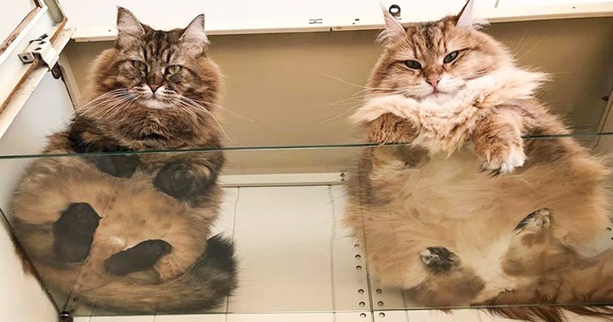 20+ Fotos de animales que te ayudarán a aguantar hasta el final de tu jornada laboral 20+ Fotos de animales que te ayudarán a aguantar hasta el final de tu jornada laboral