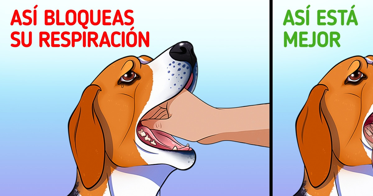 Cómo puedes auxiliar a tu mascota si se está ahogando Cómo puedes auxiliar a tu mascota si se está ahogando