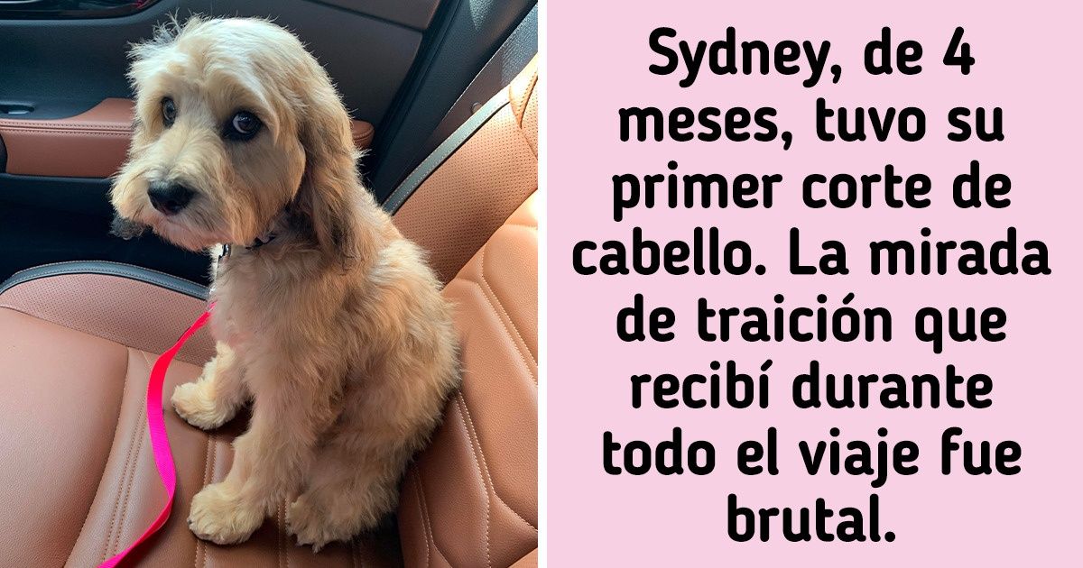 20 Reacciones de animales al experimentar algo nuevo por primera vez