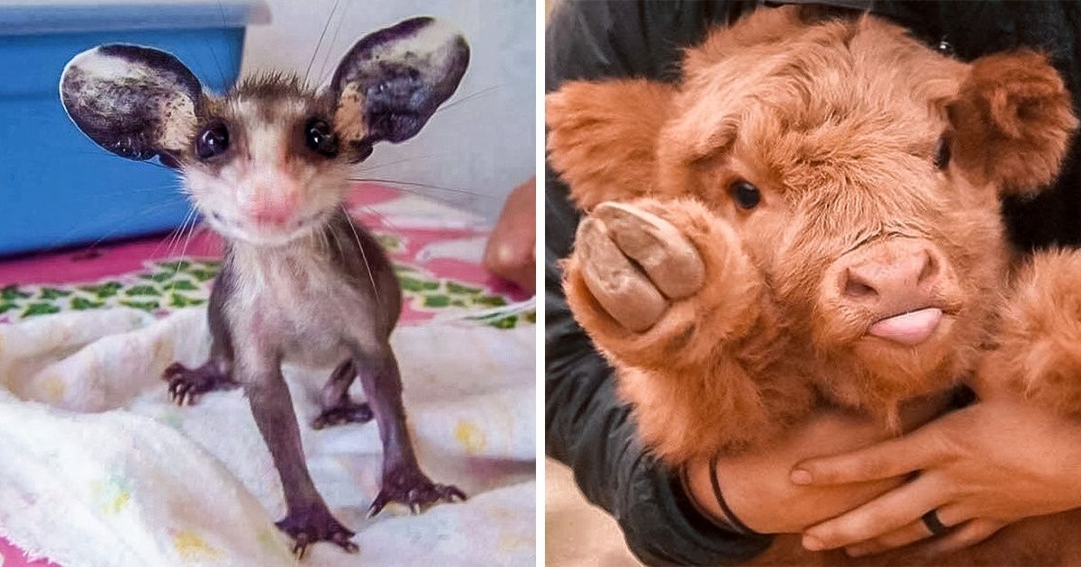 25 Animales bebés que harán sonreír hasta a las personas más gruñonas