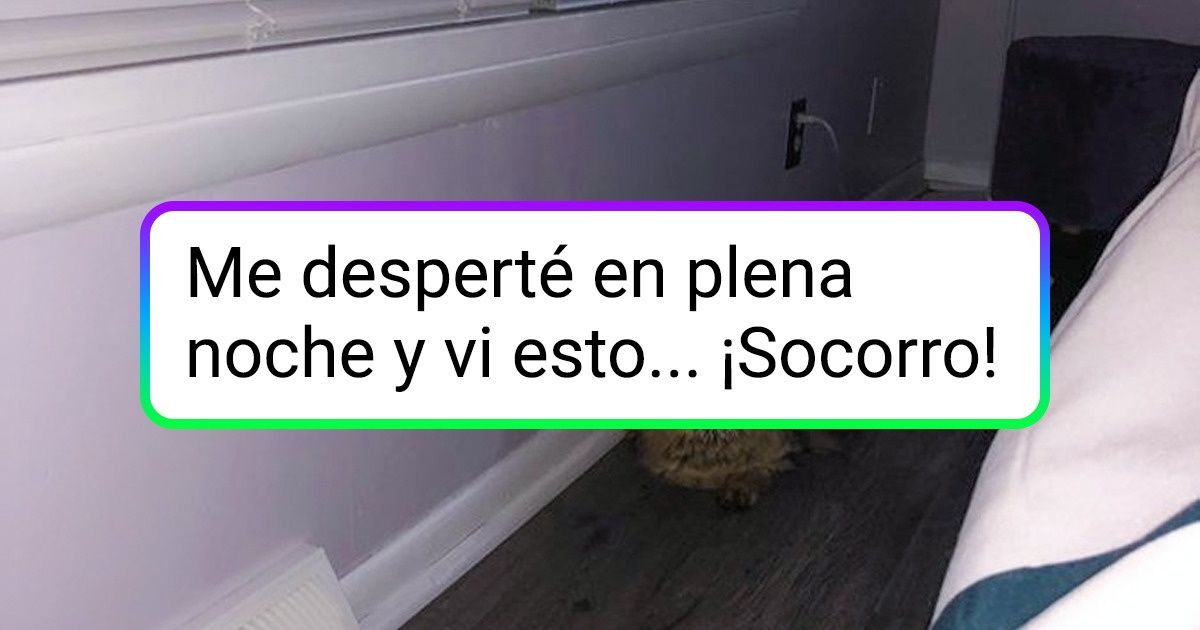 19 Personas que llevaron un gato glotón a casa y solo después se dieron cuenta de lo que eso significaba 19 Personas que llevaron un gato glotón a casa y solo después se dieron cuenta de lo que eso significaba