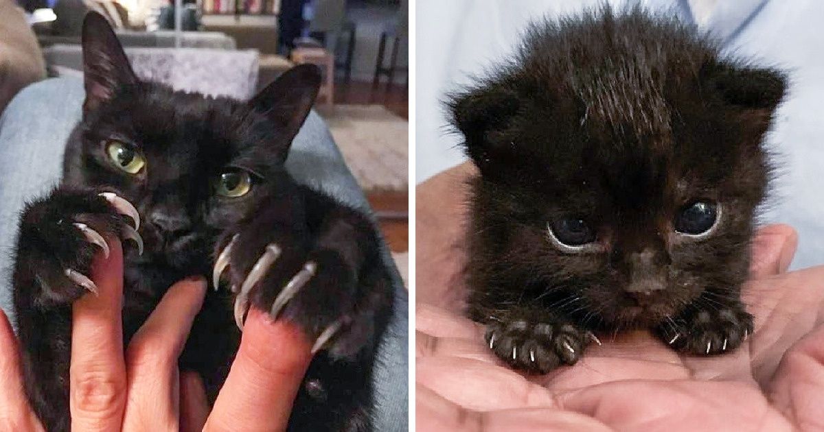 20 Gatos que incluso mostrando sus “feroces” garras siguen derritiendo nuestros corazones 20 Gatos que incluso mostrando sus “feroces” garras siguen derritiendo nuestros corazones
