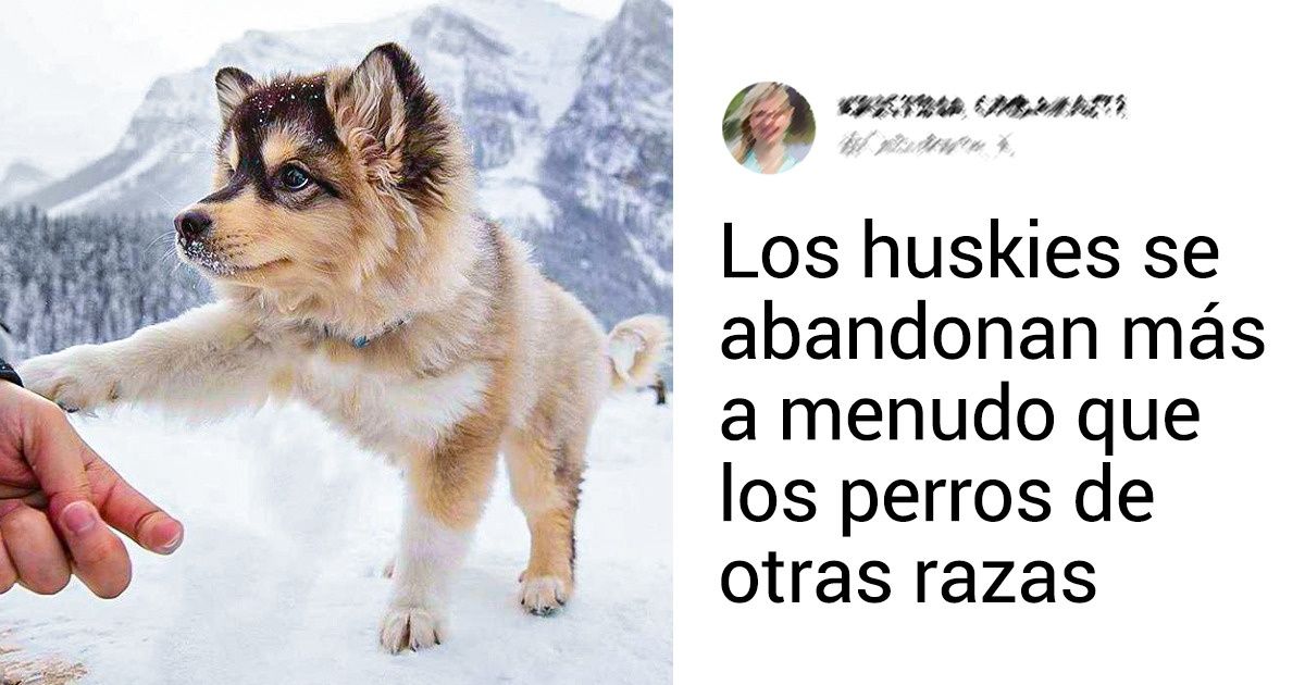 los huskies son buenos perros al aire libre