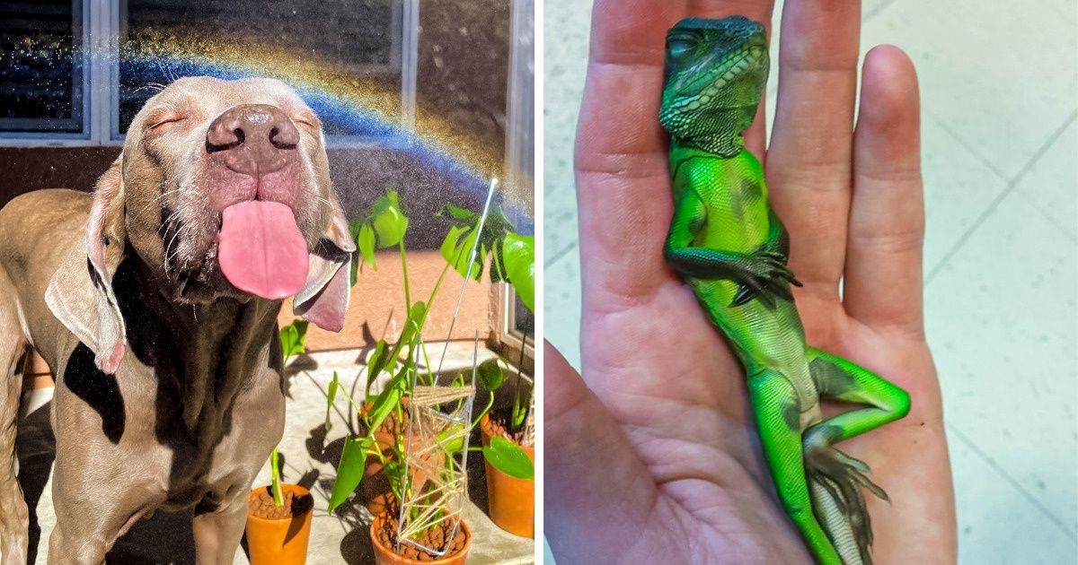 15+ Animales que descubrieron a su budista interior 15+ Animales que descubrieron a su budista interior