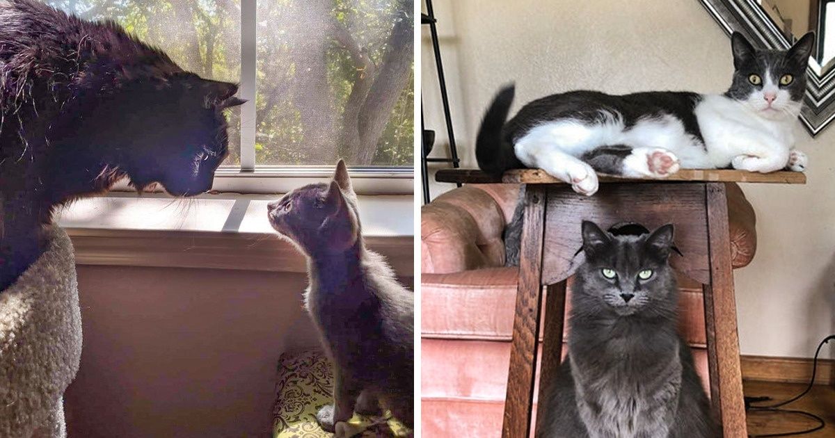Cómo adoptar a un gato nuevo y lograr que tu felino lo acepte (sin sufrir en el intento) Cómo adoptar a un gato nuevo y lograr que tu felino lo acepte (sin sufrir en el intento)