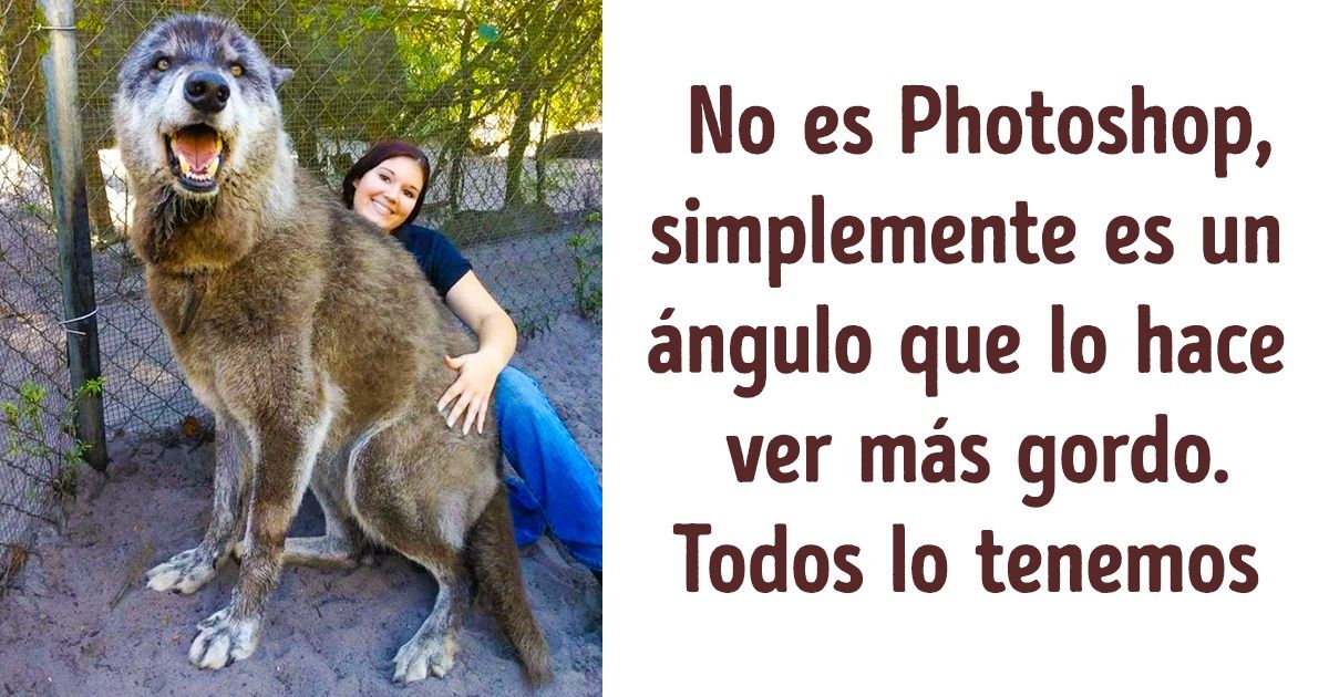 Un lobo abandonado estaba a punto de ser sacrificado por su dueño, pero estaba destinado a volverse famoso e incluso encontrar el amor Un lobo abandonado estaba a punto de ser sacrificado por su dueño, pero estaba destinado a volverse famoso e incluso encontrar el amor
