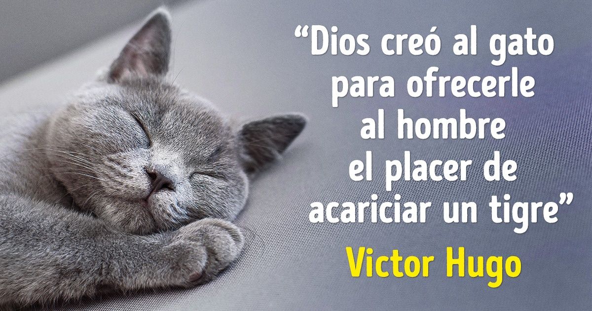 20 Libros que no pueden faltar en la biblioteca de los amantes de los gatos 20 Libros que no pueden faltar en la biblioteca de los amantes de los gatos