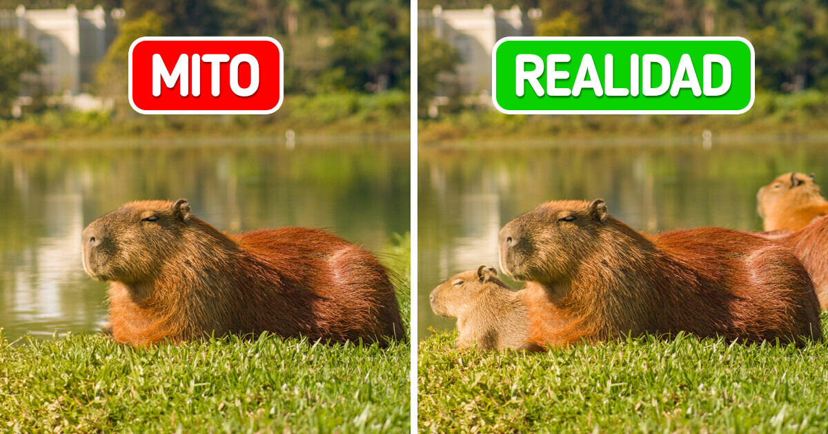 4 Mitos y verdades sobre el capibara, el roedor más grande del mundo 4 Mitos y verdades sobre el capibara, el roedor más grande del mundo