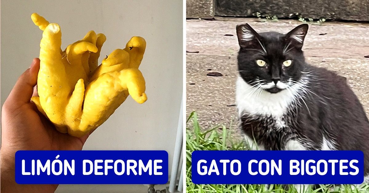 19 Fotos que prueban que lo “inusual” anda por ahí, esperando a ser encontrado