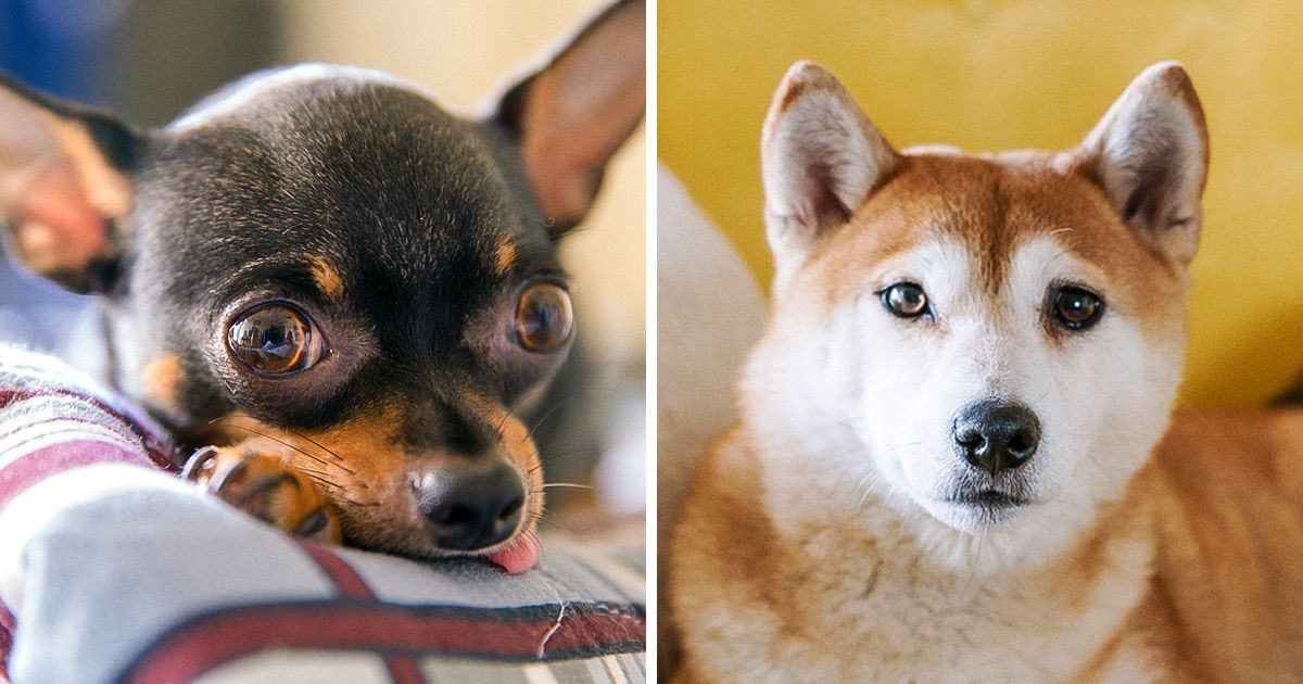 15+ Razas de perros que se adaptan bien a la vida de departamento 15+ Razas de perros que se adaptan bien a la vida de departamento