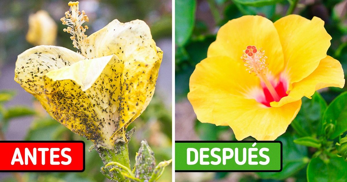 5 Usos que le puedes dar al bicarbonato de sodio para cuidar tu jardín