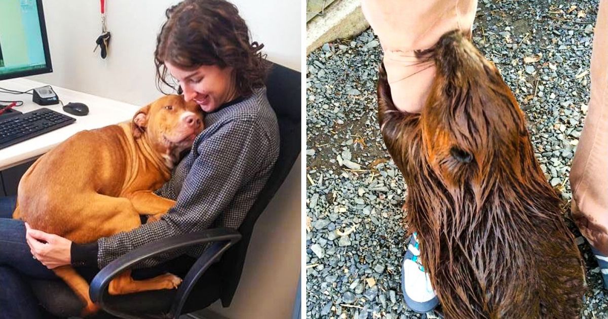 Los voluntarios de los refugios de animales nunca se aburren, he aquí 20 fotos que lo demuestran
