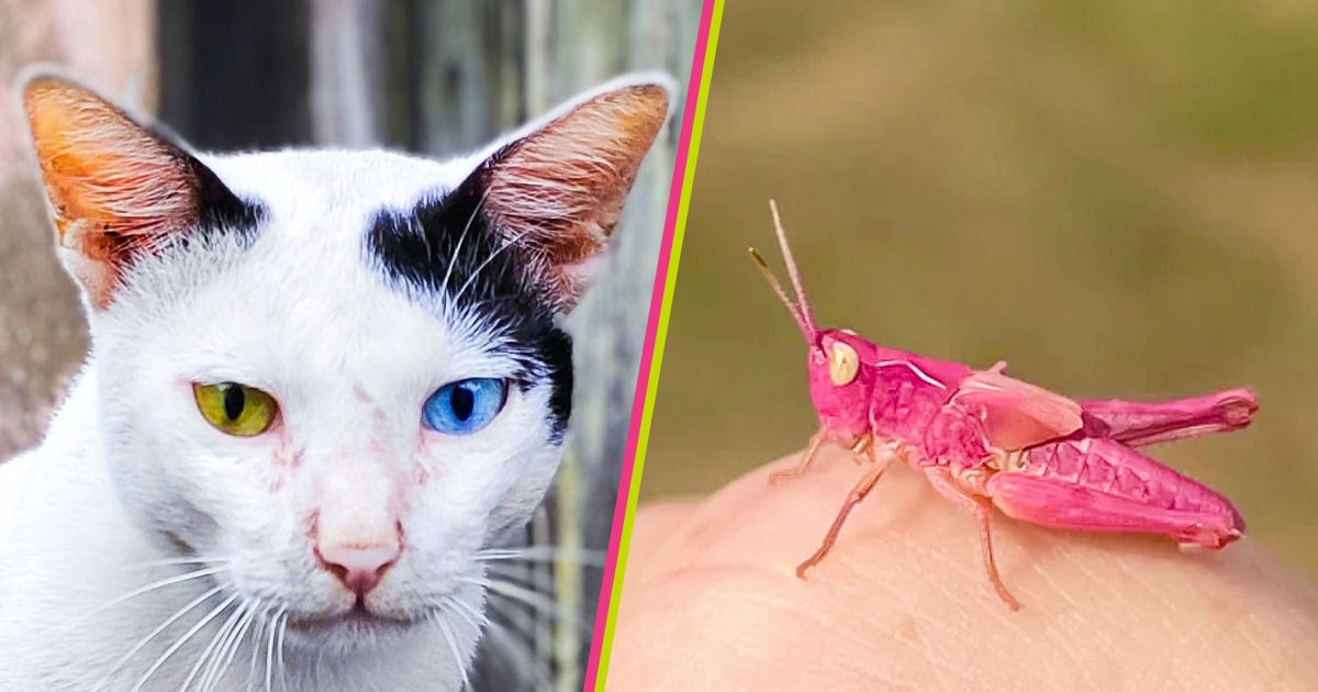 20 Fotos de animales que llevan el estándar de belleza a otro nivel