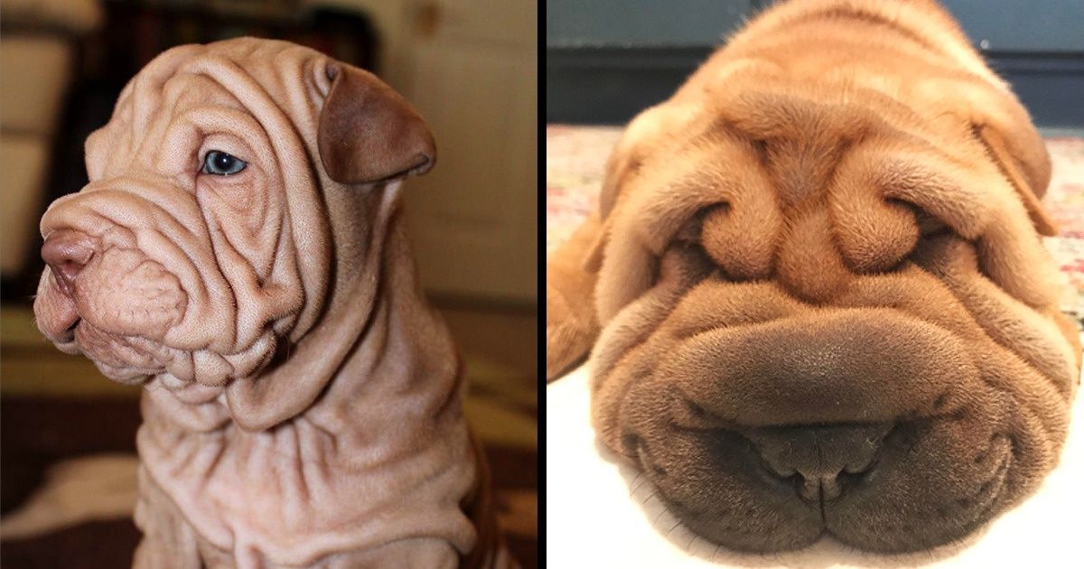 15 Perros shar pei que nos confirman que sus esponjosas arrugas son realmente cautivadoras 15 Perros shar pei que nos confirman que sus esponjosas arrugas son realmente cautivadoras