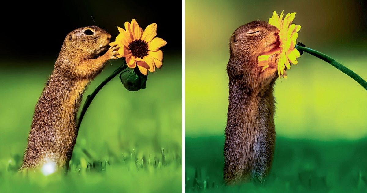 18 Fotos únicas de animales que muestran su vida desde un ángulo diferente
