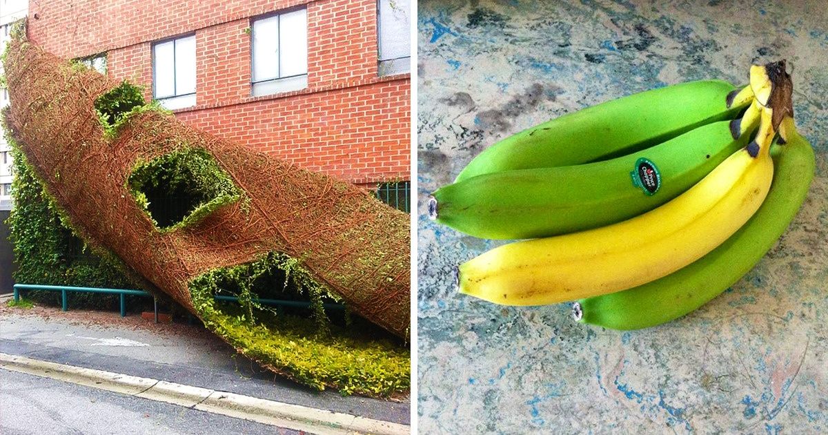 Fotos de cosas absurdas que te dejarán sin palabras