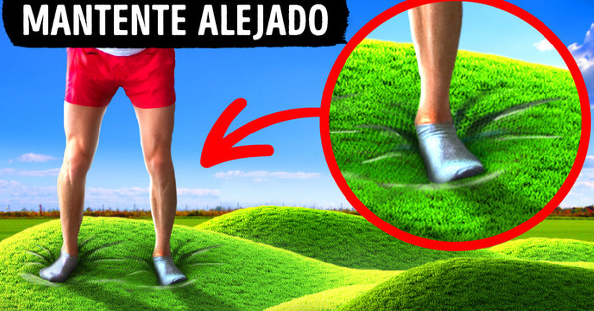 Un fenómeno raro hace que la hierba se hinche, pero no camines sobre ella