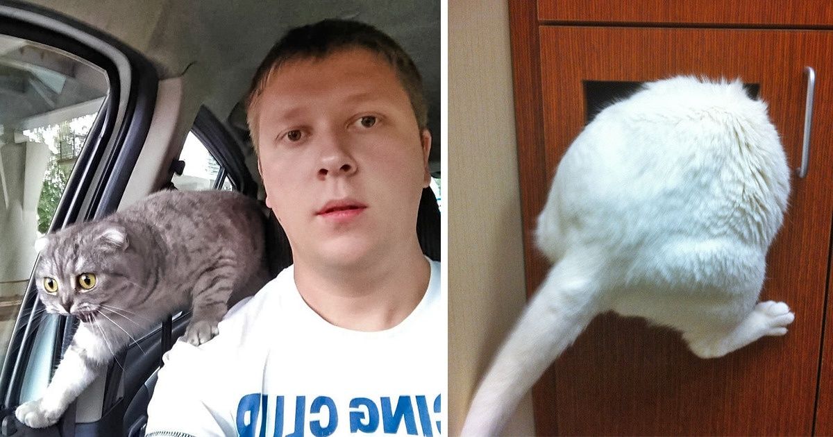 26 Animales desesperados que están en contra de ir al veterinario