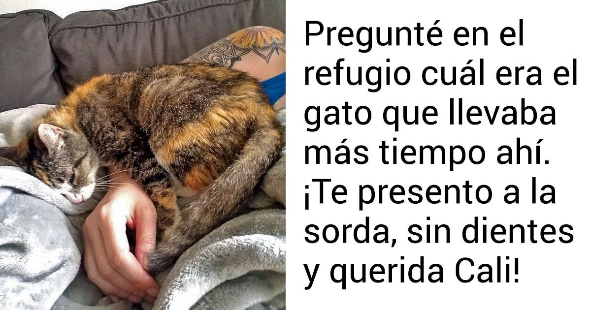 20+ Animales que ayer no tenían casa y hoy tienen una familia
