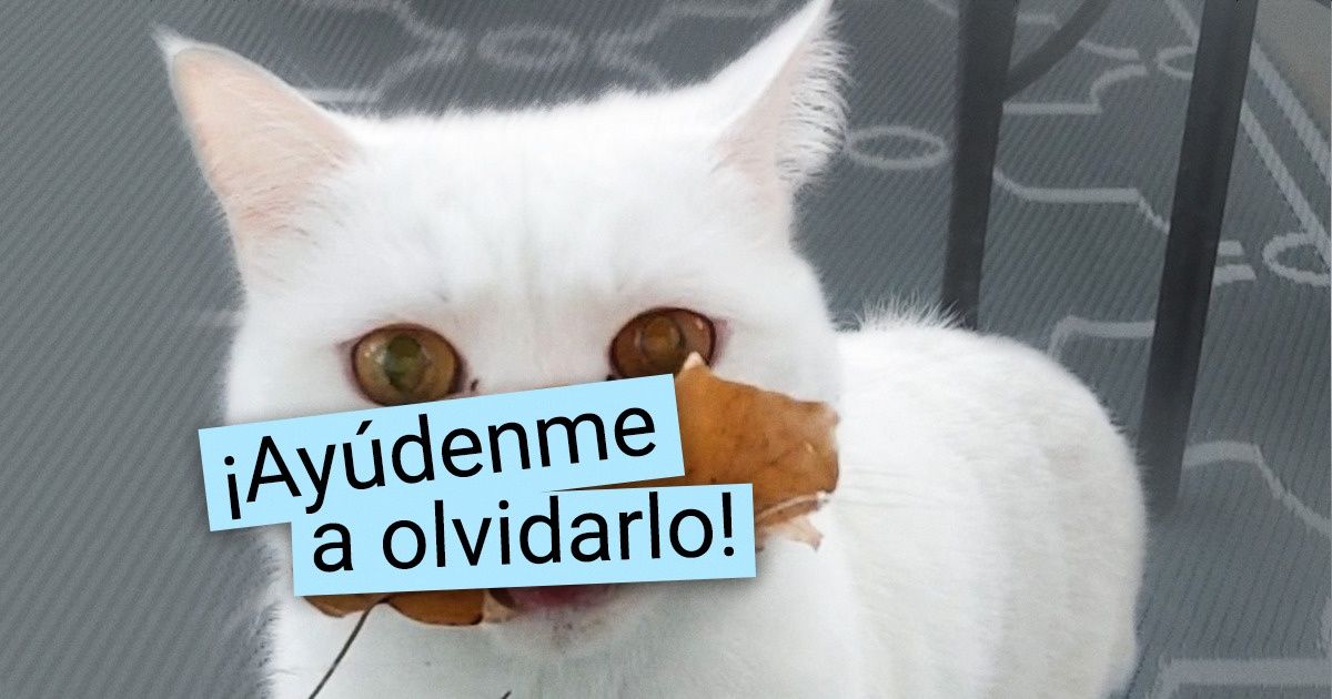 18 Gatos que hicieron brincar de susto a sus dueños