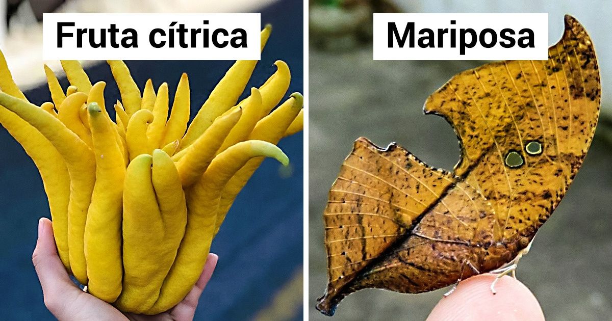 22 Imágenes que muestran que la naturaleza no es más que un laboratorio creativo 22 Imágenes que muestran que la naturaleza no es más que un laboratorio creativo