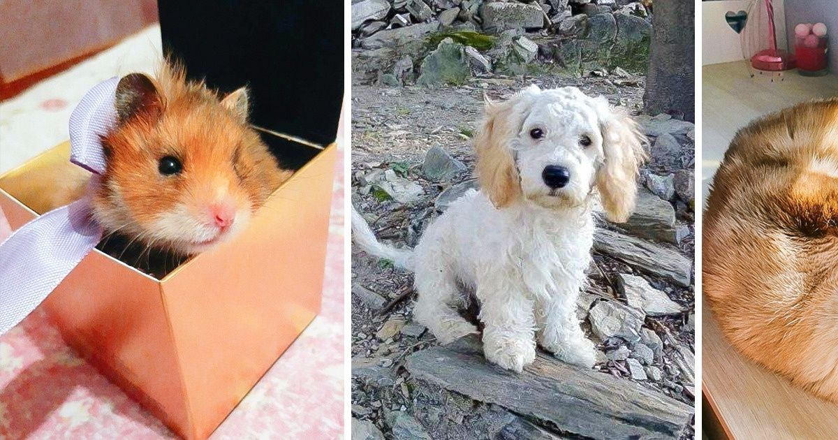 20+ Mascotas de nuestros lectores cuyas fotos nos hicieron sonreír todo el día