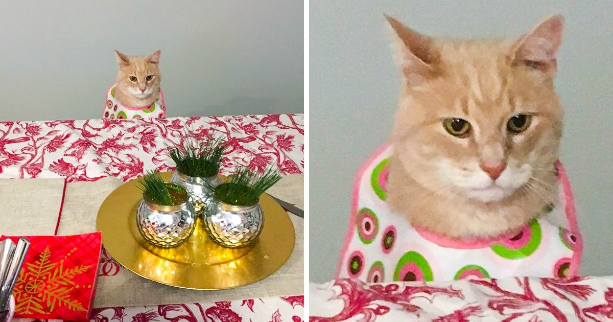 15 Mascotas que se convirtieron en la compañía ideal a la hora de comer 15 Mascotas que se convirtieron en la compañía ideal a la hora de comer