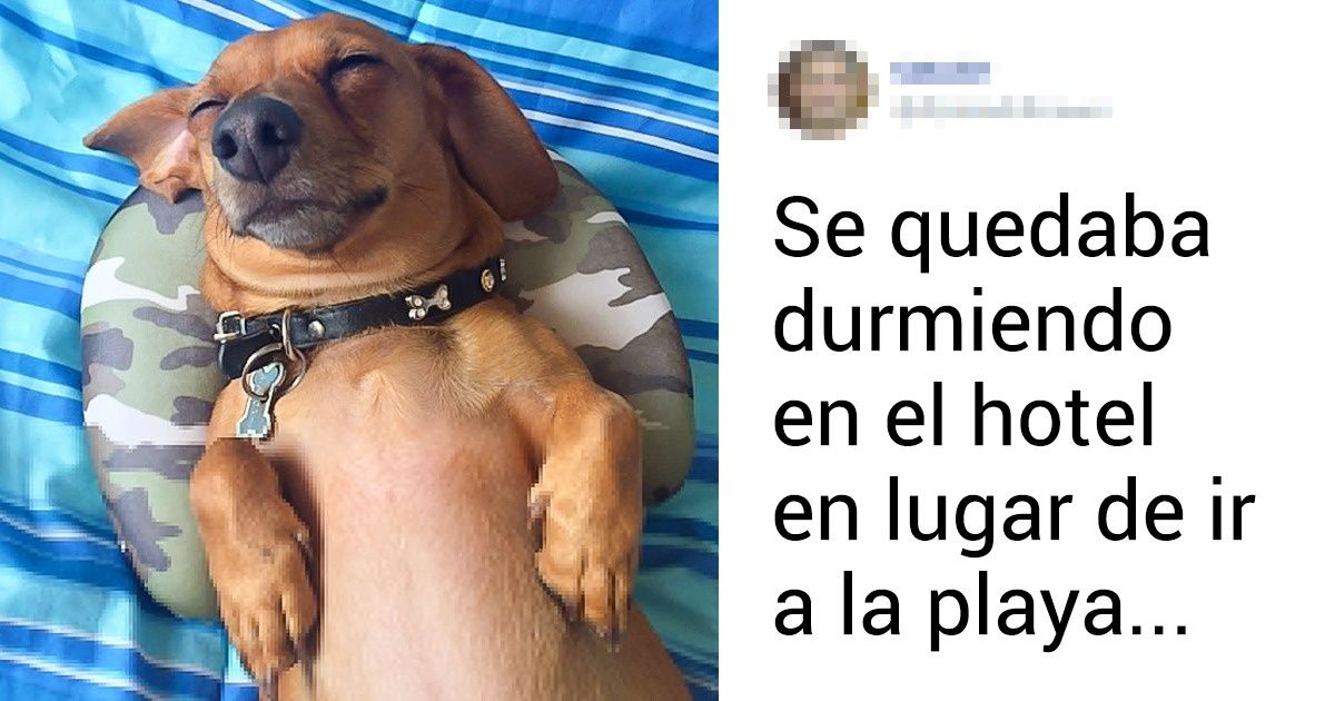 15 Mascotas que saben cómo pasar estupendamente las vacaciones 15 Mascotas que saben cómo pasar estupendamente las vacaciones