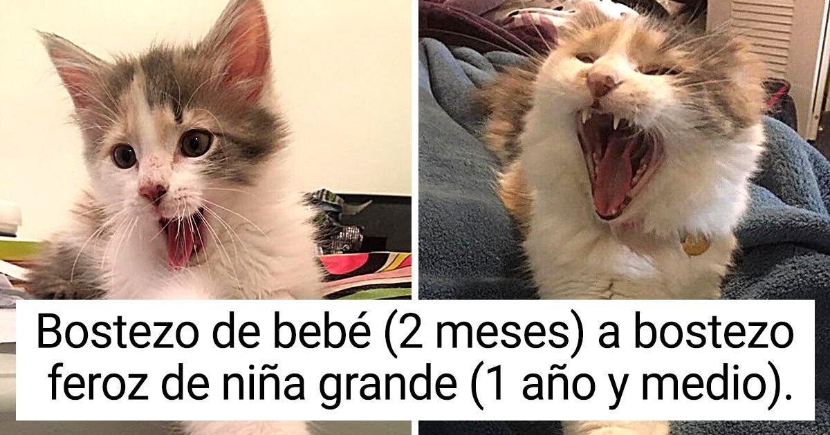 26 Usuarios mostraron lo rápido que crecieron sus mascotas (y todas nos derritieron de amor) 26 Usuarios mostraron lo rápido que crecieron sus mascotas (y todas nos derritieron de amor)