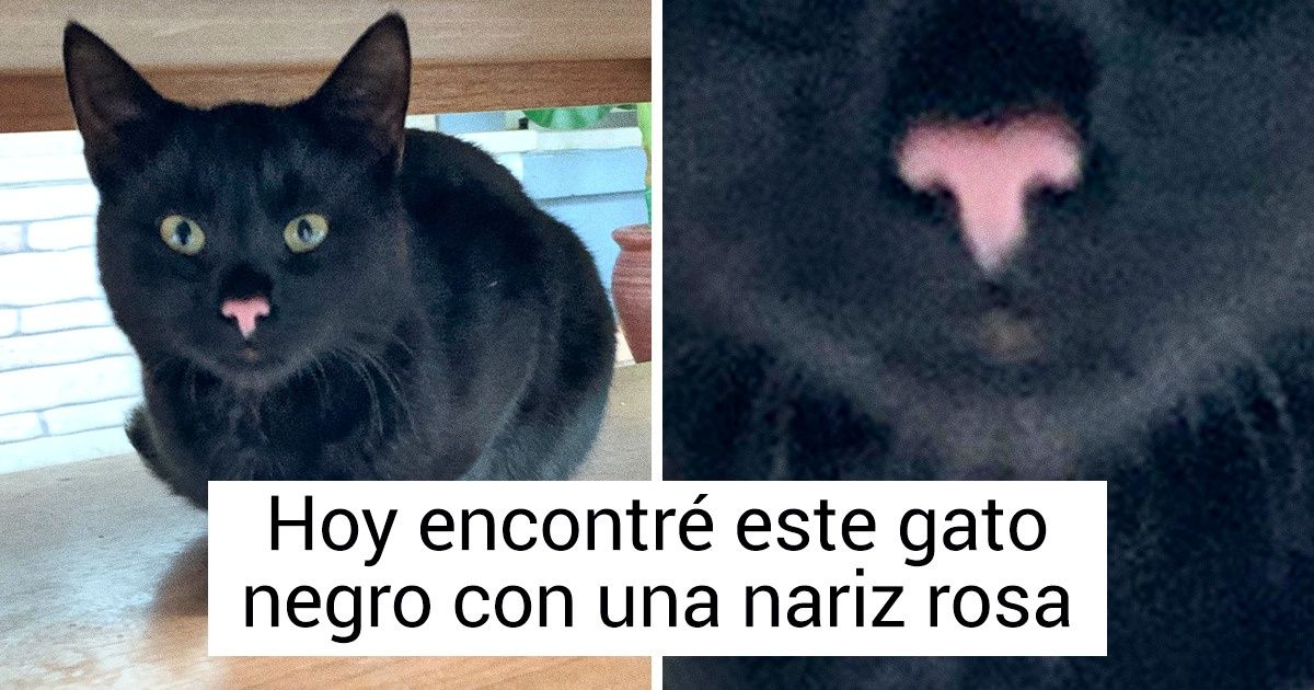 20 Animales que se sacaron el premio gordo de la belleza en la naturaleza 20 Animales que se sacaron el premio gordo de la belleza en la naturaleza
