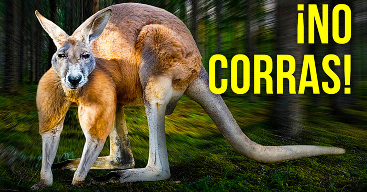 Cómo sobrevivir al ataque de un canguro