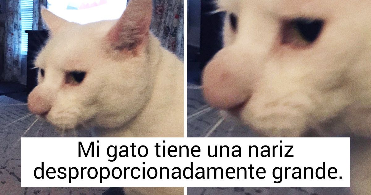 20 Animales que ni siquiera sospechan lo especiales que son 20 Animales que ni siquiera sospechan lo especiales que son