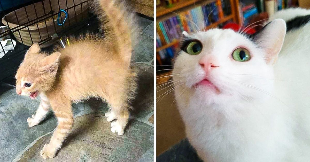 Mira estas graciosas reacciones de gatos que fueron sorprendidos