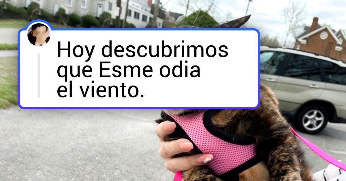 18 Mascotas que merecen urgentemente un Óscar por su actuación