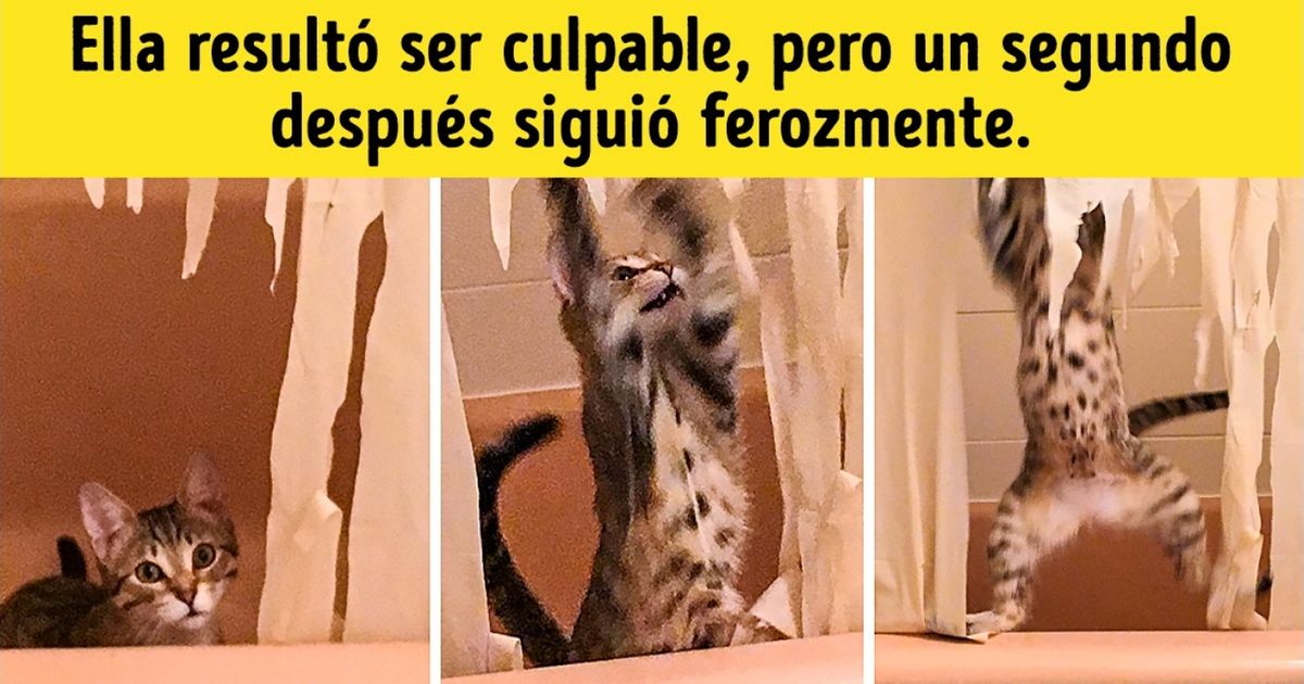 22 Fotos con animales que te harán querer tomar unos calmantes