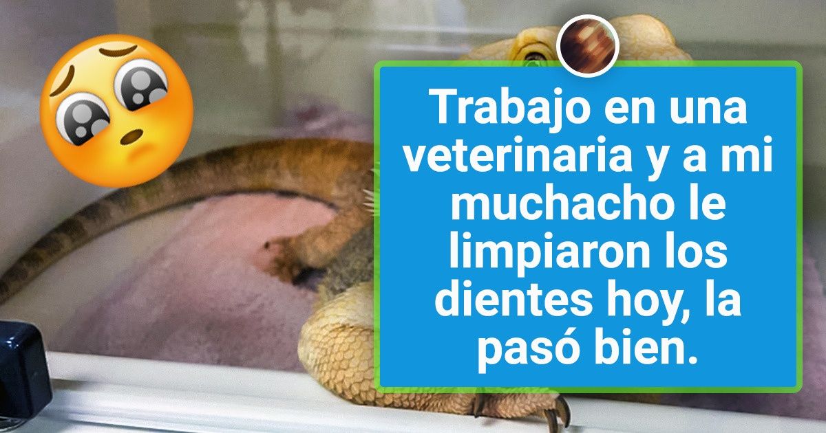 20 Ocasiones que nos recuerdan que el trabajo de un veterinario pocas veces es aburrido 20 Ocasiones que nos recuerdan que el trabajo de un veterinario pocas veces es aburrido