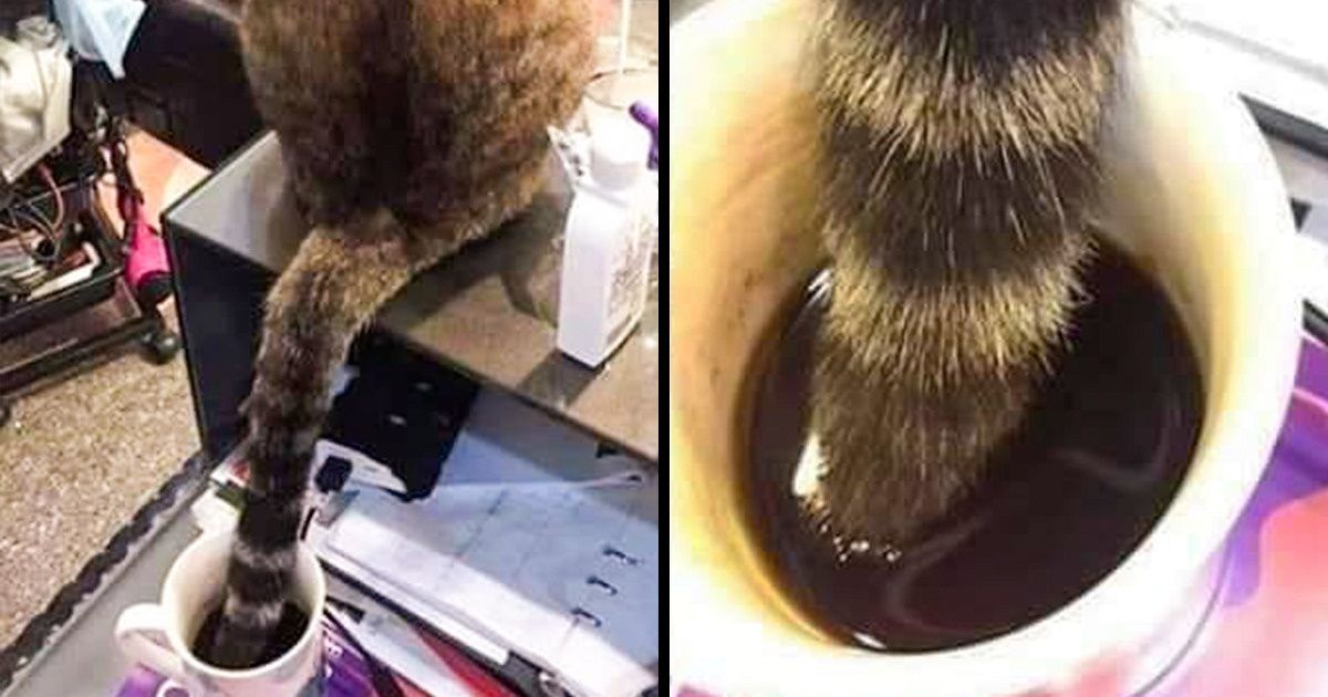 18 Momentos en los cuales nuestras mascotas olvidaron cómo se veían los buenos modales 18 Momentos en los cuales nuestras mascotas olvidaron cómo se veían los buenos modales