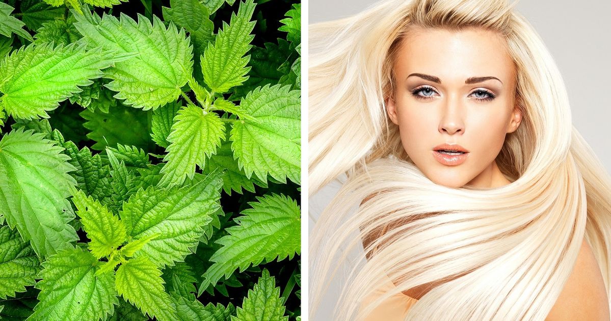 10 Hierbas y plantas medicinales que tienen grandes beneficios en la salud