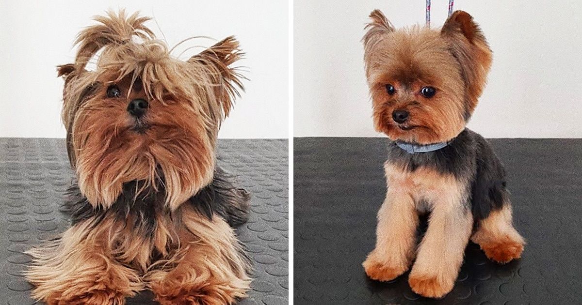 19 Perros cuya visita al peluquero los convirtió en mascotas totalmente diferentes 19 Perros cuya visita al peluquero los convirtió en mascotas totalmente diferentes