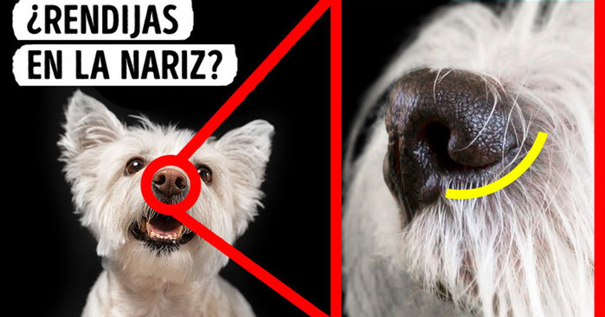 16 Datos que demuestran que tu perro tiene superpoderes