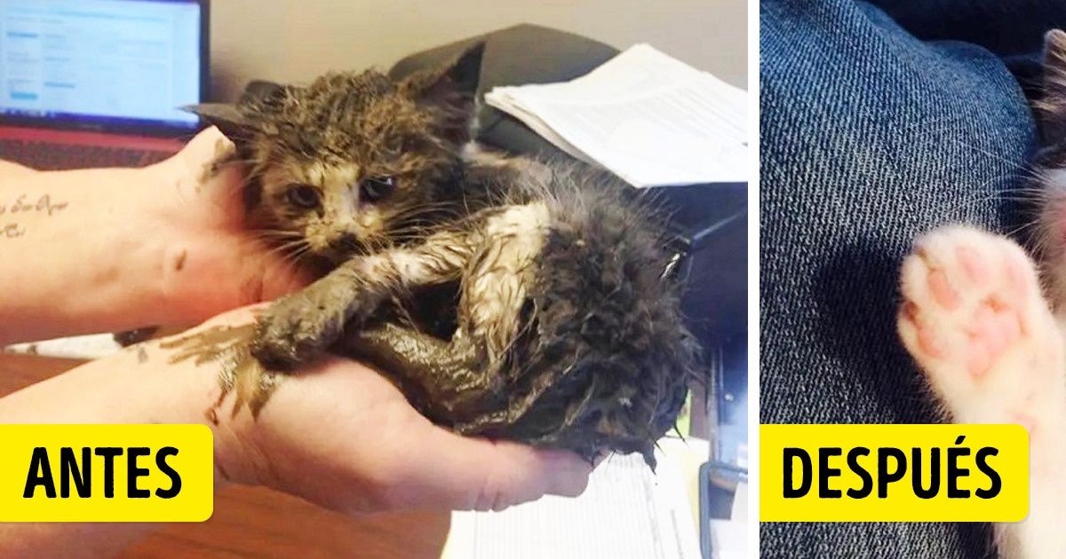 20+ Animalitos que cambiaron hasta volverse casi irreconocibles cuando por fin consiguieron un hogar 20+ Animalitos que cambiaron hasta volverse casi irreconocibles cuando por fin consiguieron un hogar