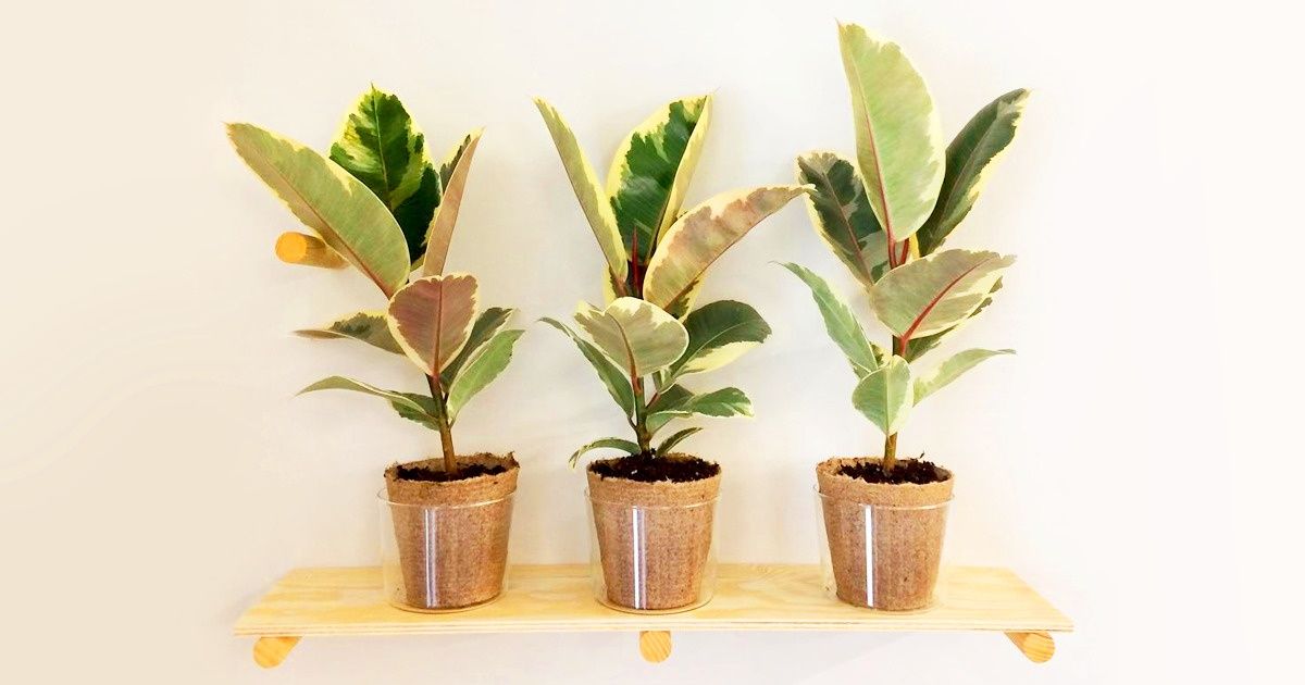 Recopilamos 13 plantas de interior que brindan el máximo beneficio, pero requieren un mínimo de cuidado Recopilamos 13 plantas de interior que brindan el máximo beneficio, pero requieren un mínimo de cuidado