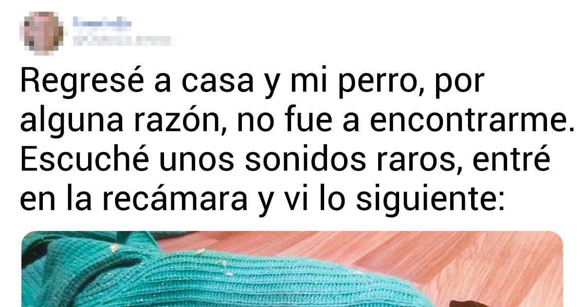 18 Situaciones cuando nuestros amigos peludos hicieron de las suyas 18 Situaciones cuando nuestros amigos peludos hicieron de las suyas