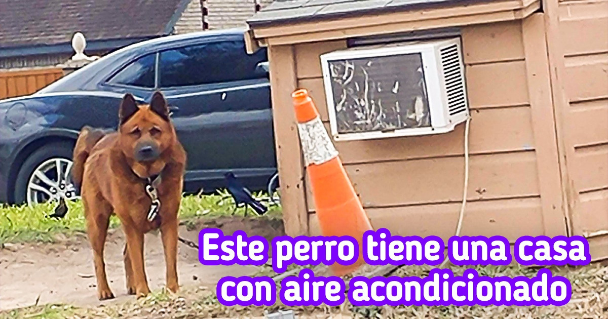 20+ Personas irónicas sin las cuales la vida sería tan aburrida como una comida sin condimentar