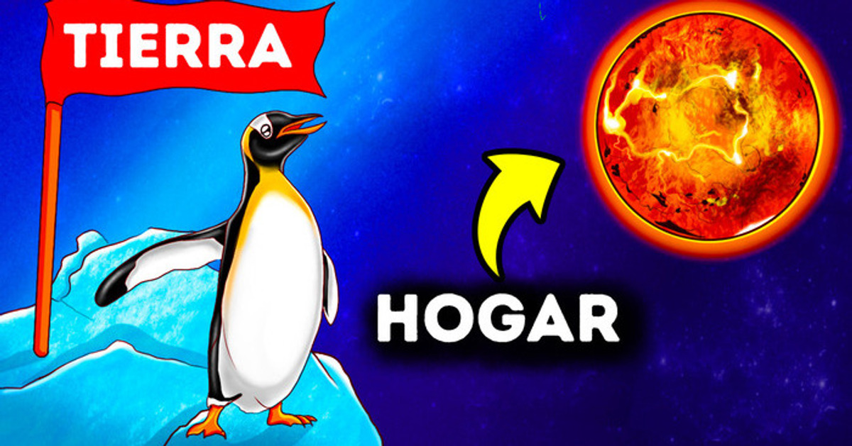 Los pingüinos tienen una sustancia química que solo se encuentra en Venus
